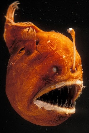 angler fish. cloudy eyes, sharp ass teeth, monstrous.