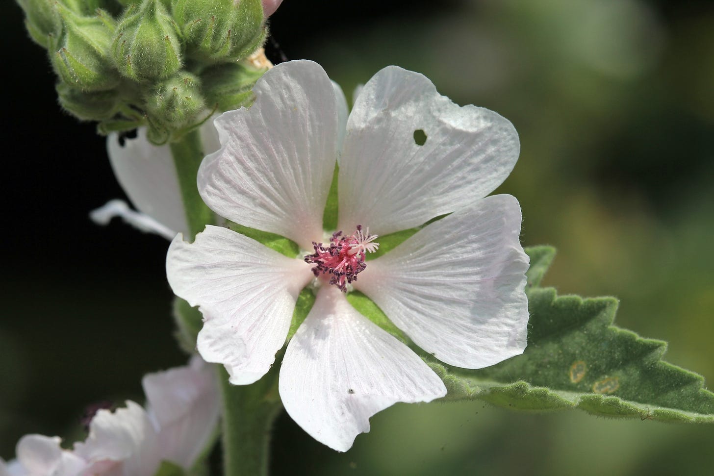 Close-up of 5 open petalled flower on stem