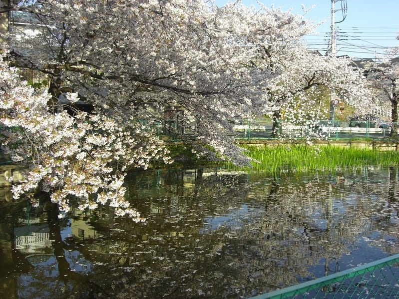 The Philosophy of Wabi-Sabi in Japanese Gardens