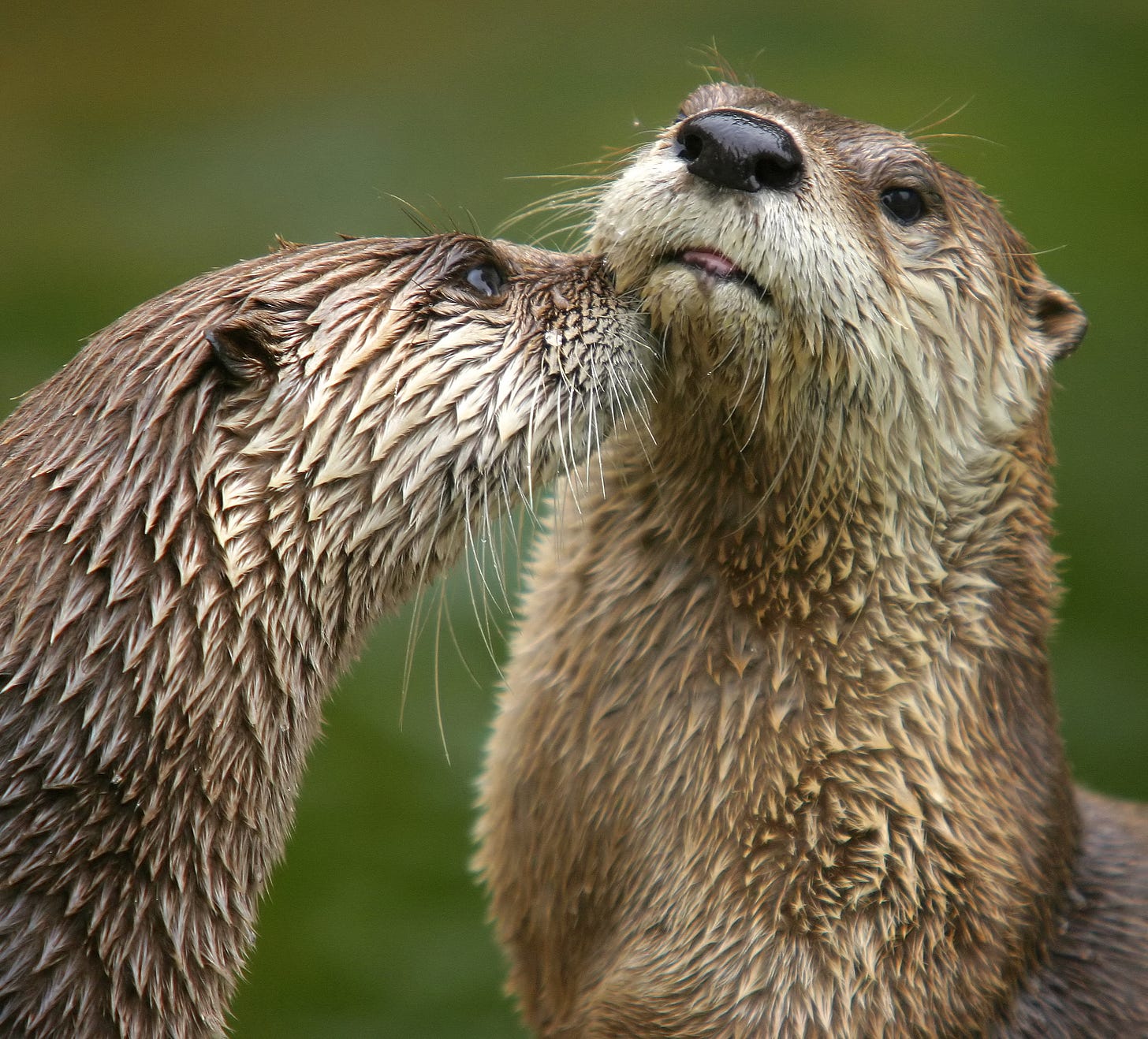 Two North American river otters. The otter on the right hand side of the photo has its head slightly raised, and the otter on the left-hand side seems to be kissing its right cheek.