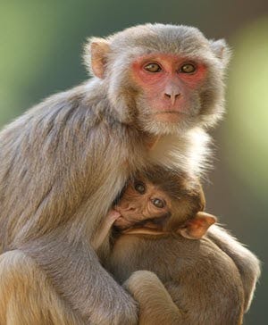 monkeys