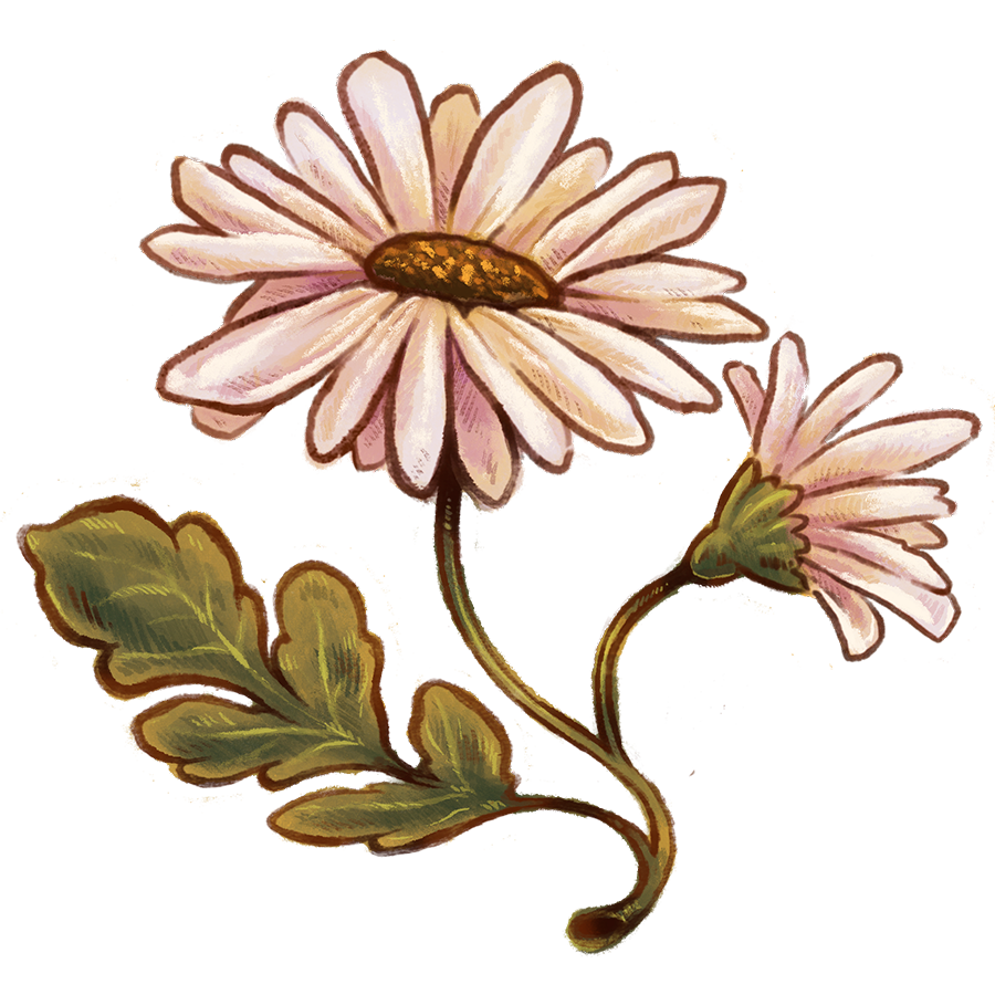 a hand drawn digital illustration of a stylized daisy