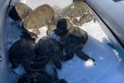 Wildlife officers rescue 30 cold-stunned sea turtles in Florida