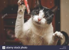 Image result for cat attacking free images