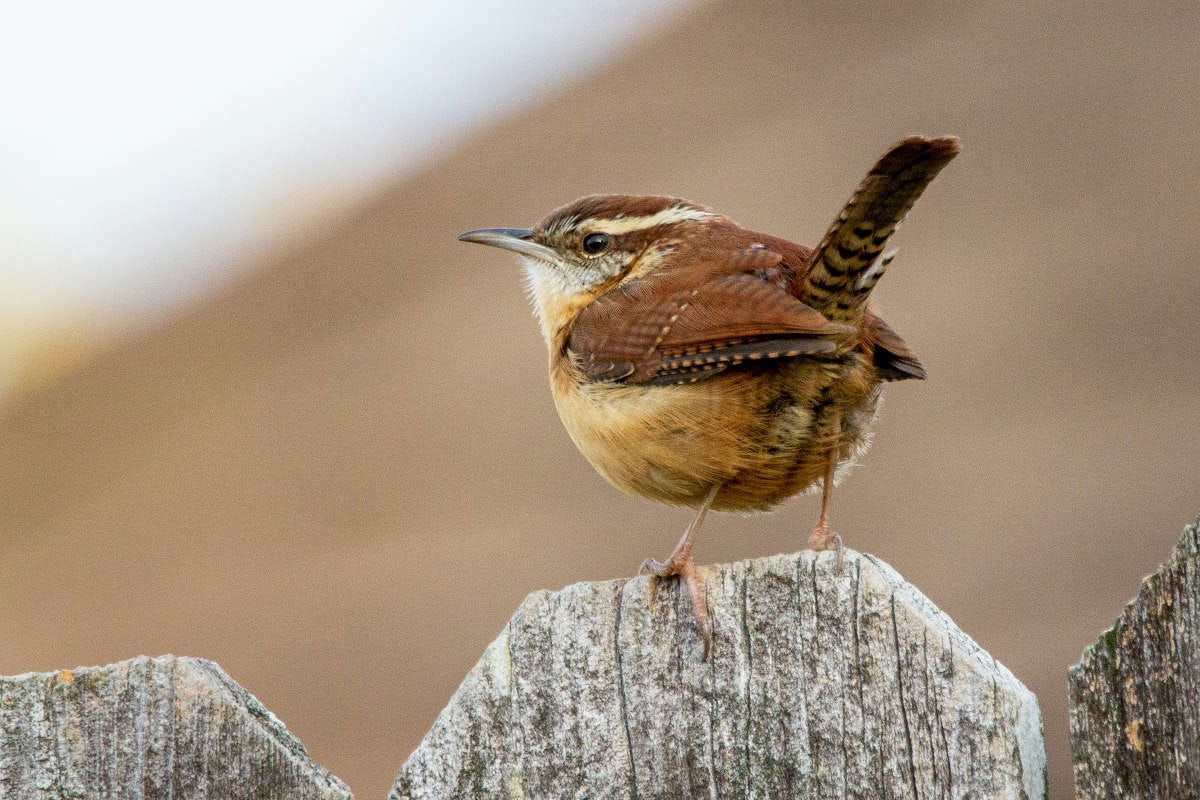 un reyezuelo, un pájaro pequeño de color marrón, da la espalda a la cámara apoyado en una valla