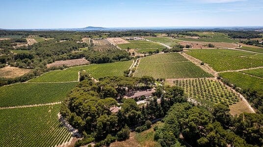 Picpoul country. Photo courtesy of Domaine de la Grangette