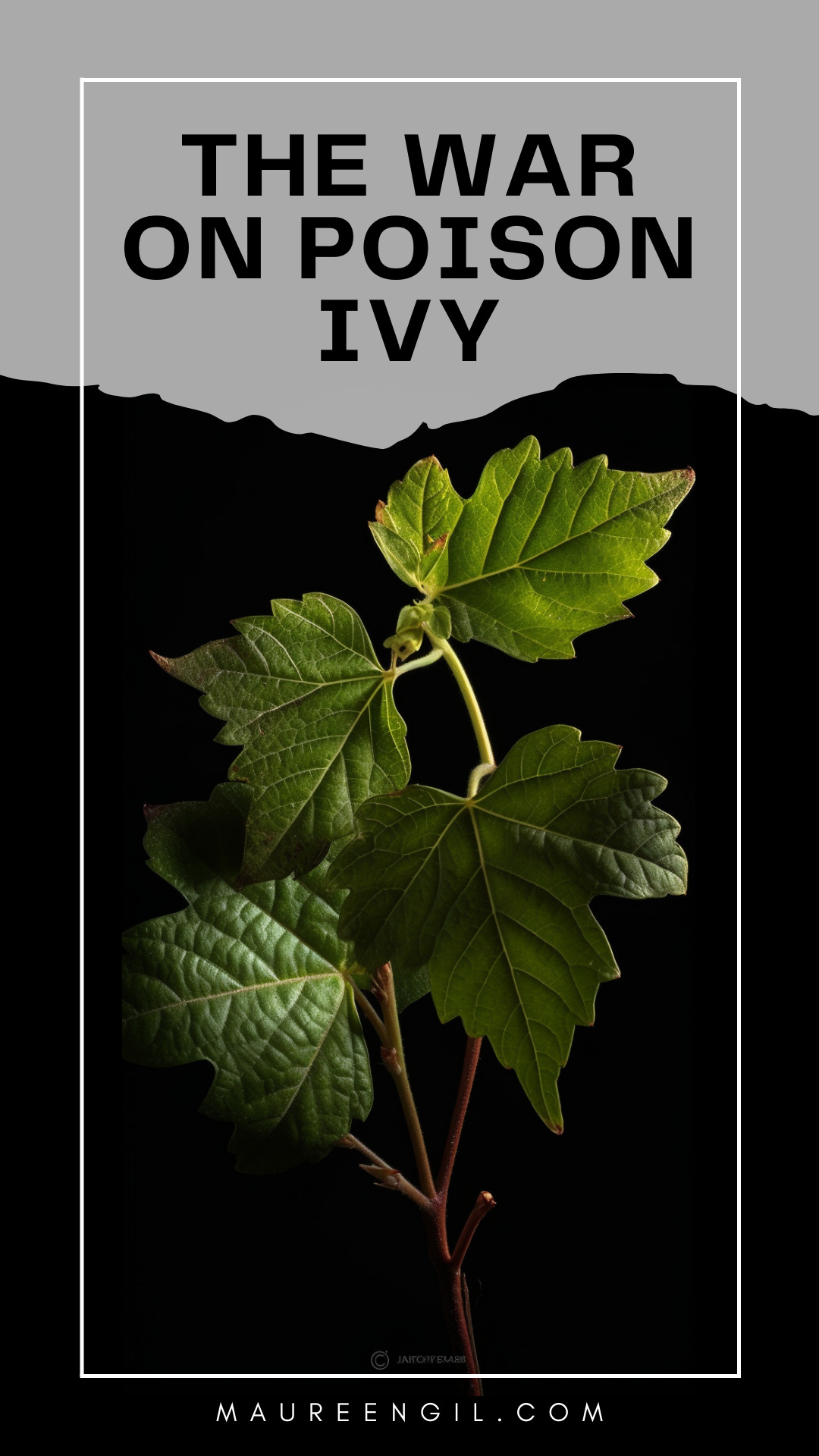 Today, I want to talk about the evil little bastards known as poison ivy (Toxicodendron radicans) and, by extension, its evil cousin, poison sumac (Toxicodendron vernix). Not everyone in the world is susceptible to these plants, but I can say with all scientific fact and proof that my husband and I make up for their lack of an allergic reaction. Over the last few weeks, we’ve been in a war. 