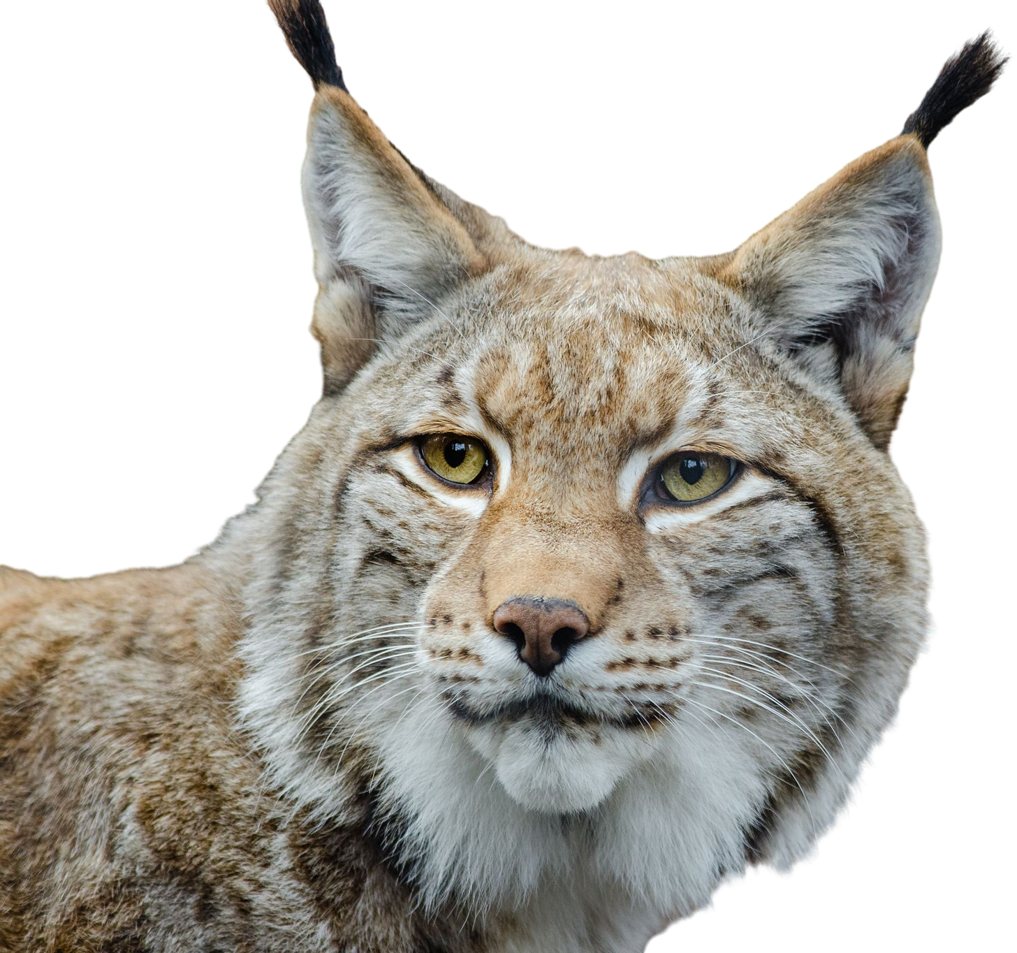 Curious Lynx