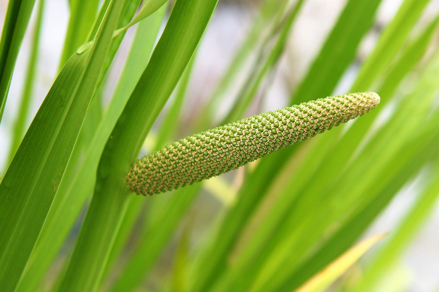 250 SWEET FLAG GRASS Wetland Pond Acorus Calamus Ornamental Seeds