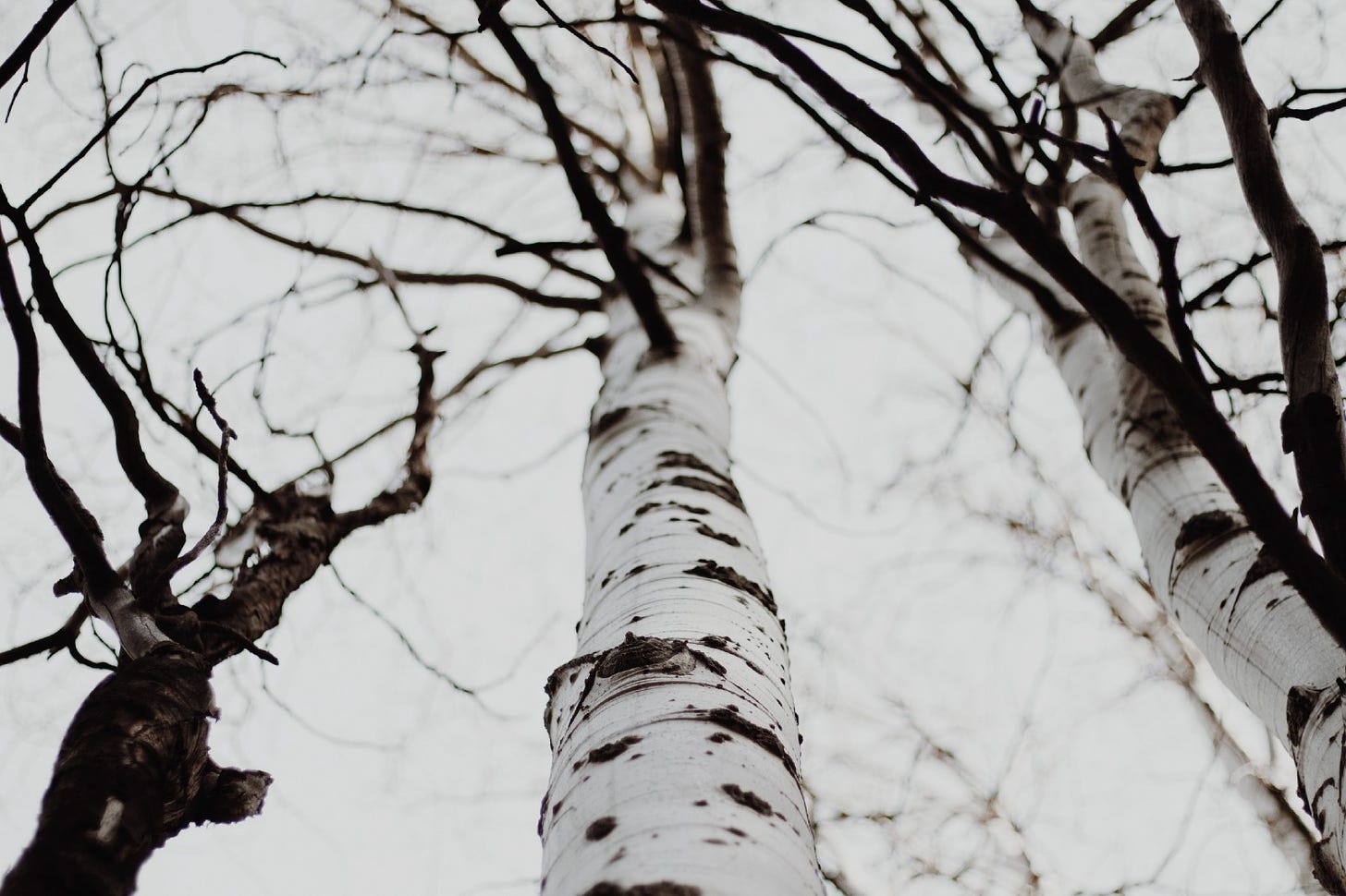 Barren birch trees. Nonstarter by Jim Latham