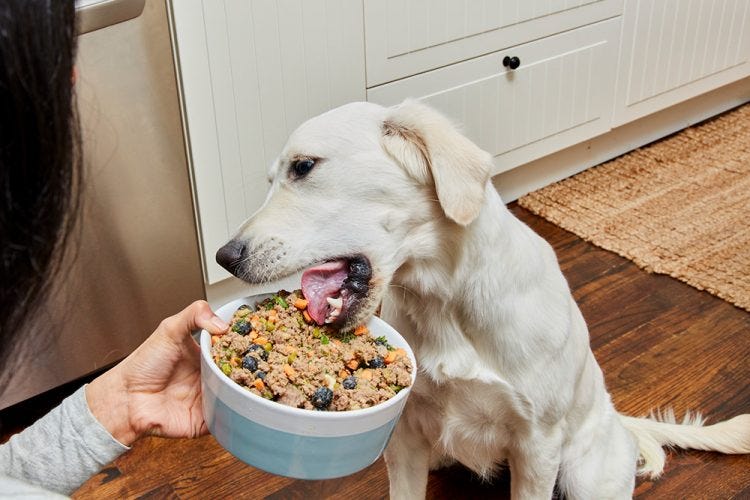How to Make Vet-Approved Homemade Dog Food | Healthy Paws Pet Insurance