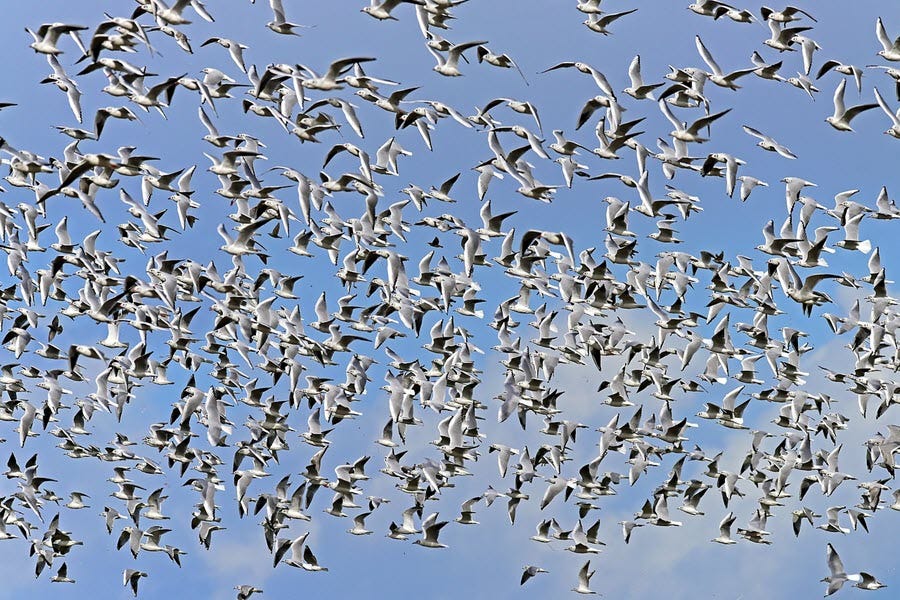 a flock of seagulls flying