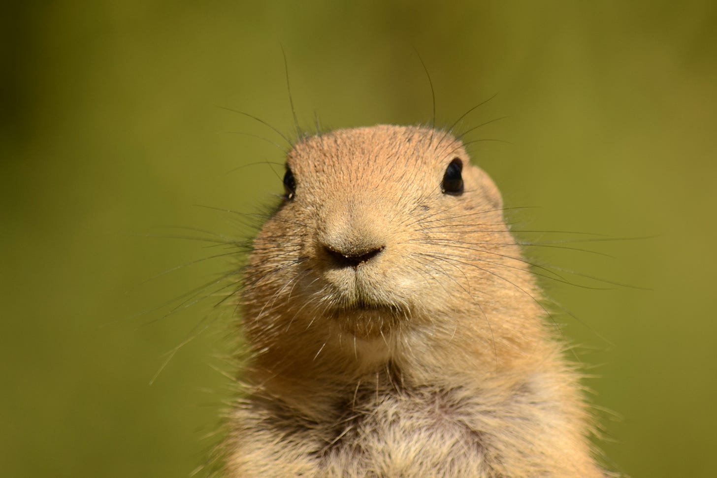 the head of a prairie dog