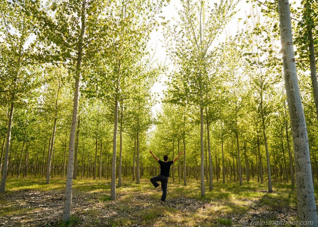 Hard to avoid being a dork and doing tree pose in a tree FARM!