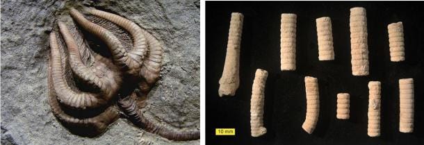 Left: The fossilized remains of a whole crinoid. Right: Fossilized segments of crinoids 