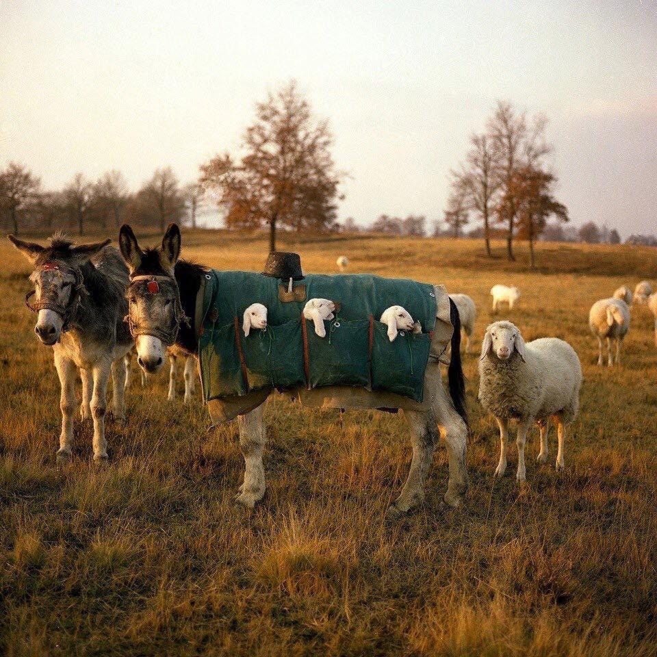 Donkey nannies in Italy. Grazing animals are moved from high pastures down  to the plains. Newborn lambs are unable to make this journey on their own.  Instead they ride in the pouches