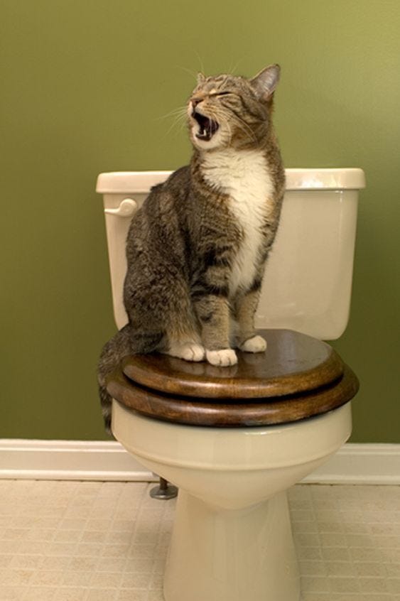 World Toilet Day: 6 Cats Messing With Your Toilet [VIDEOS] - CatTime |  Cats, Cat behavior problems, Crazy cats