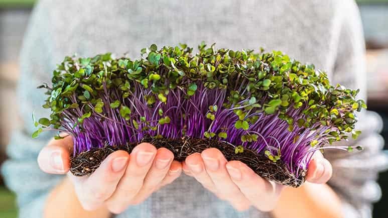 superfood red cabbage sprouts