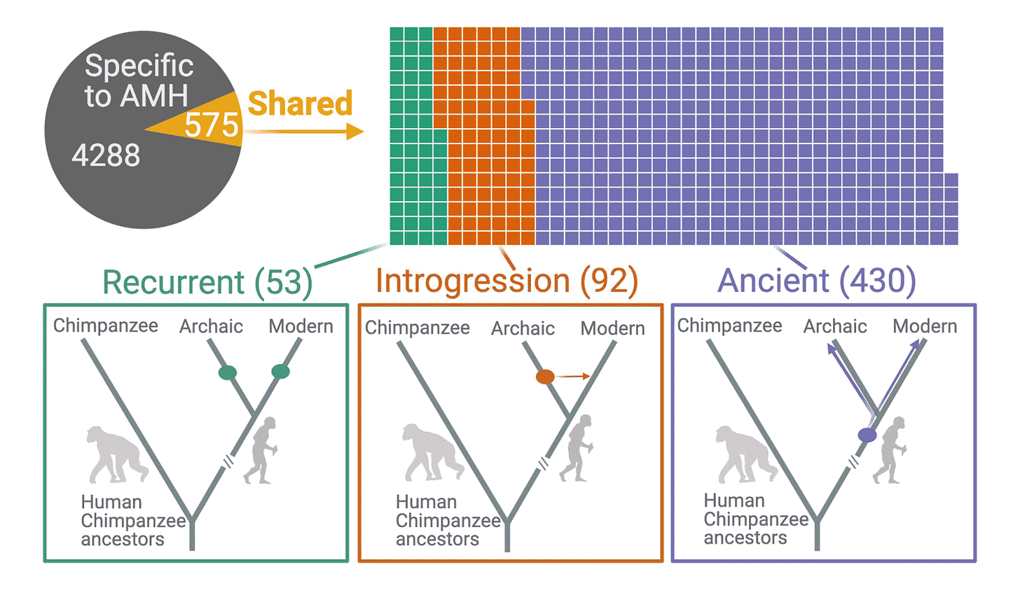 A chart showing 53 recurrent, 92 introgressed, and 430 ancient deletion polymorphisms A chart showing 53 recurrent, 92 introgressed, and 430 ancient deletion polymorphisms