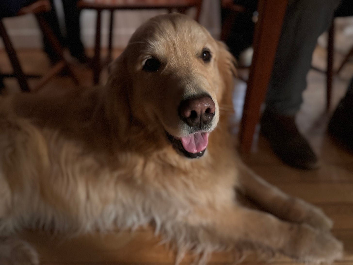 A happy-looking Golden Retriever is lying on a wooden floor and the legs of chairs and humans can be seen in the background