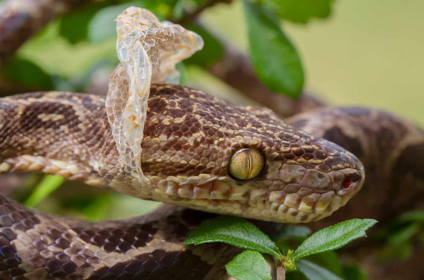 A brown snake has started the process of shedding its skin, which has come off as far as its head