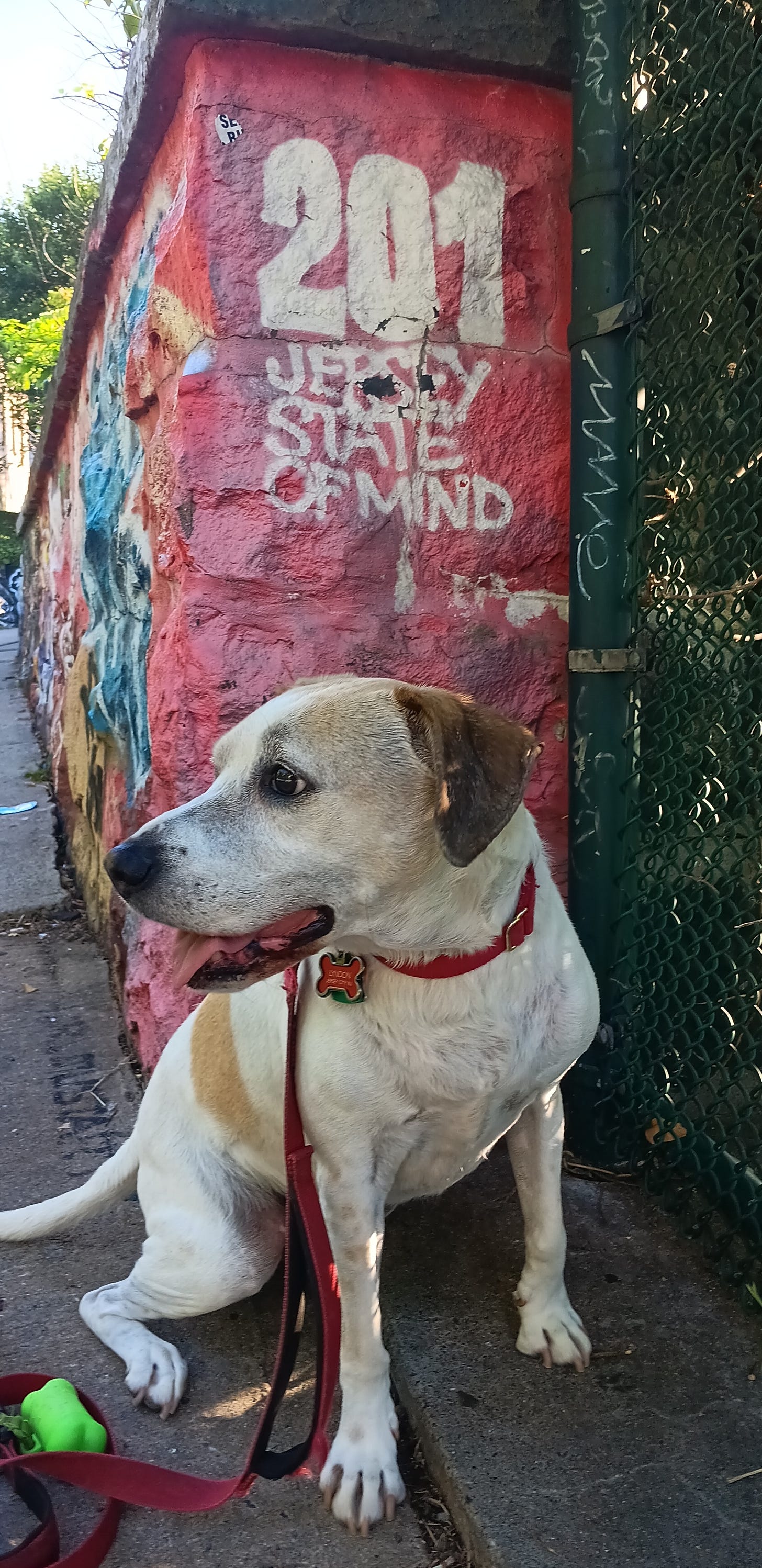 My dog, Lyndon, standing in front of graffiti which says: "201: Jersey State of Mind." 201 is the area code for Jersey City, NJ.