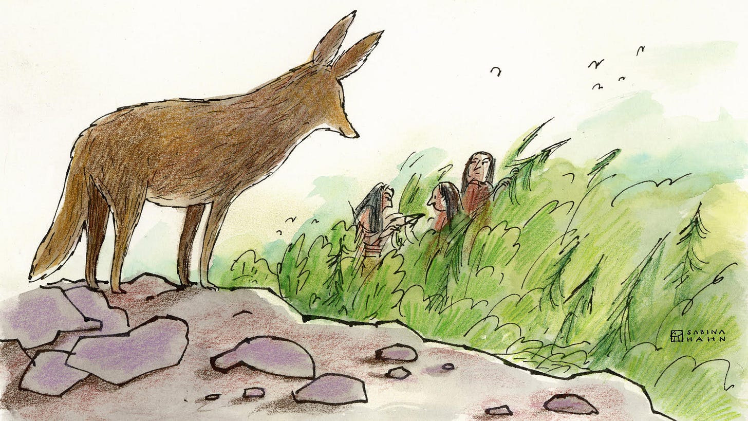 Illustration of a coyote on a rock overlooking three giant sisters in the grass below.