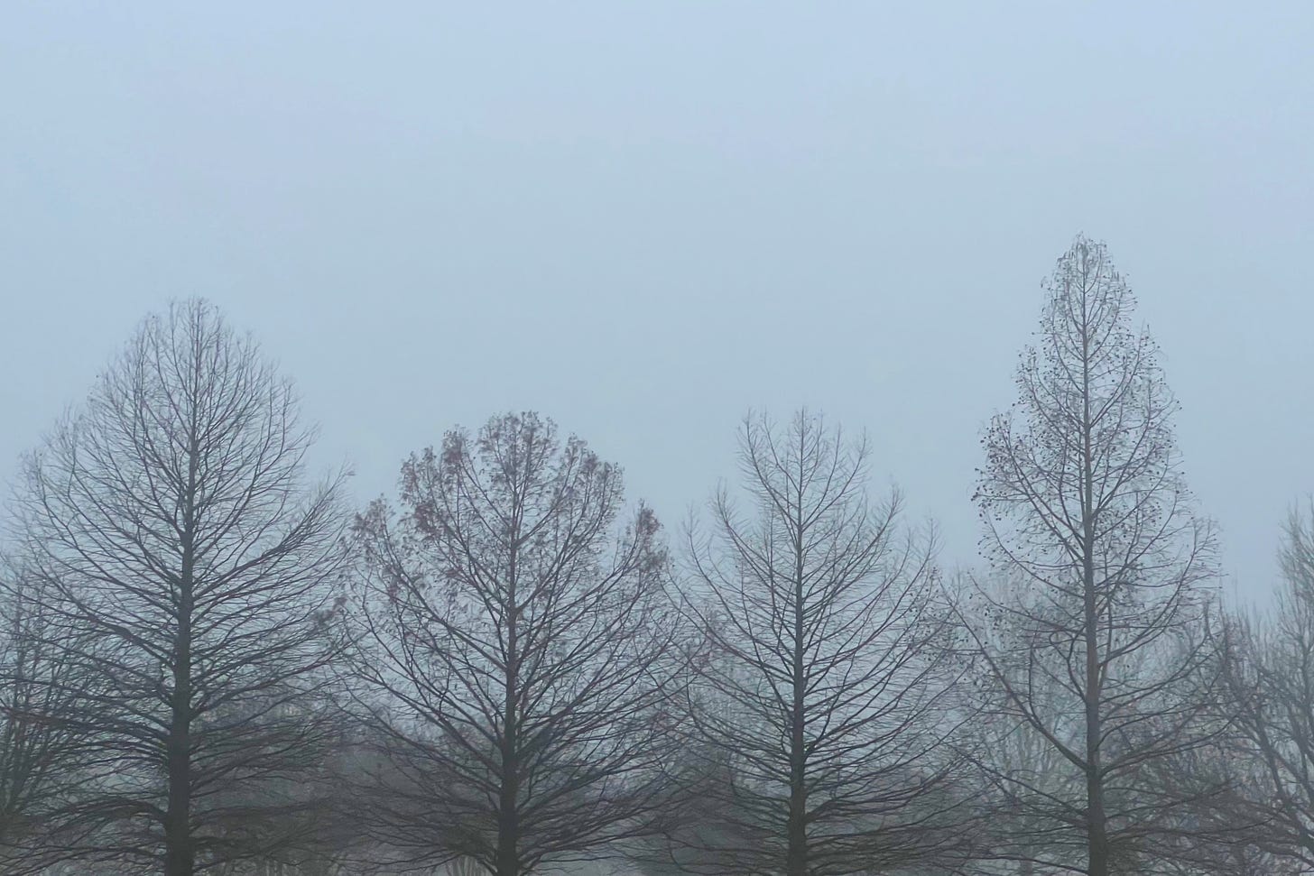 The fog shrouds a line of bare-limbed trees against a bluish-grey sky