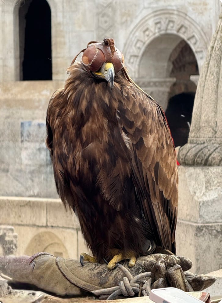 enormous falcon with blinders 