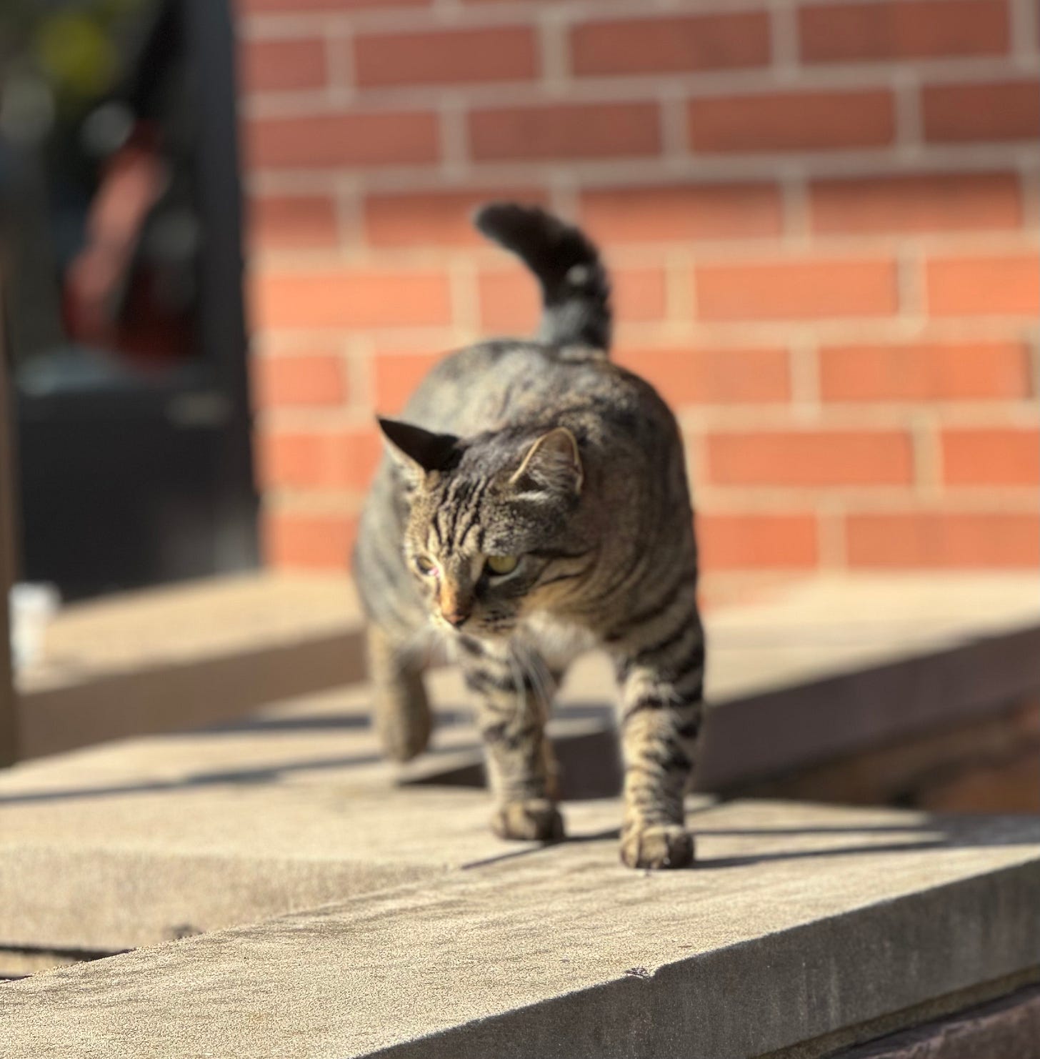 A brown tabby cat.