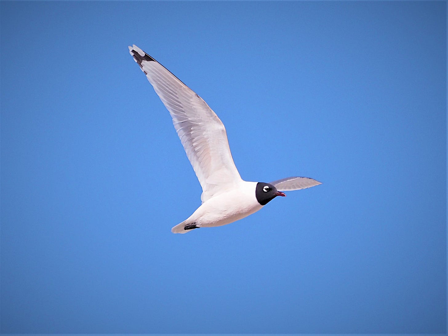 A relatively small dark-headed gull flies in a brilliant blue sky. Save for its head, feet, and wingtips, the bird’s underparts are primarily white. Thick white arcs above and below the eye contrast sharply with the bird’s black head. The tips of its long grayish wings form a conspicuous pattern of white, black, white. The bird’s bill and feet are red. A relatively small dark-headed gull flies in a brilliant blue sky. Save for its head, feet, and wingtips, the bird’s underparts are primarily white. Thick white arcs above and below the eye contrast sharply with the bird’s black head. The tips of its long grayish wings form a conspicuous pattern of white, black, white. The bird’s bill and feet are red.
