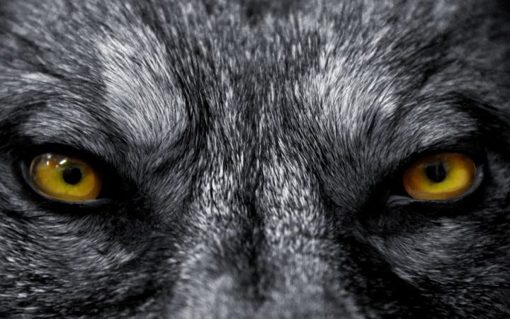 Who's Afraid of the Big Bad Wolf? | Wonderopolis