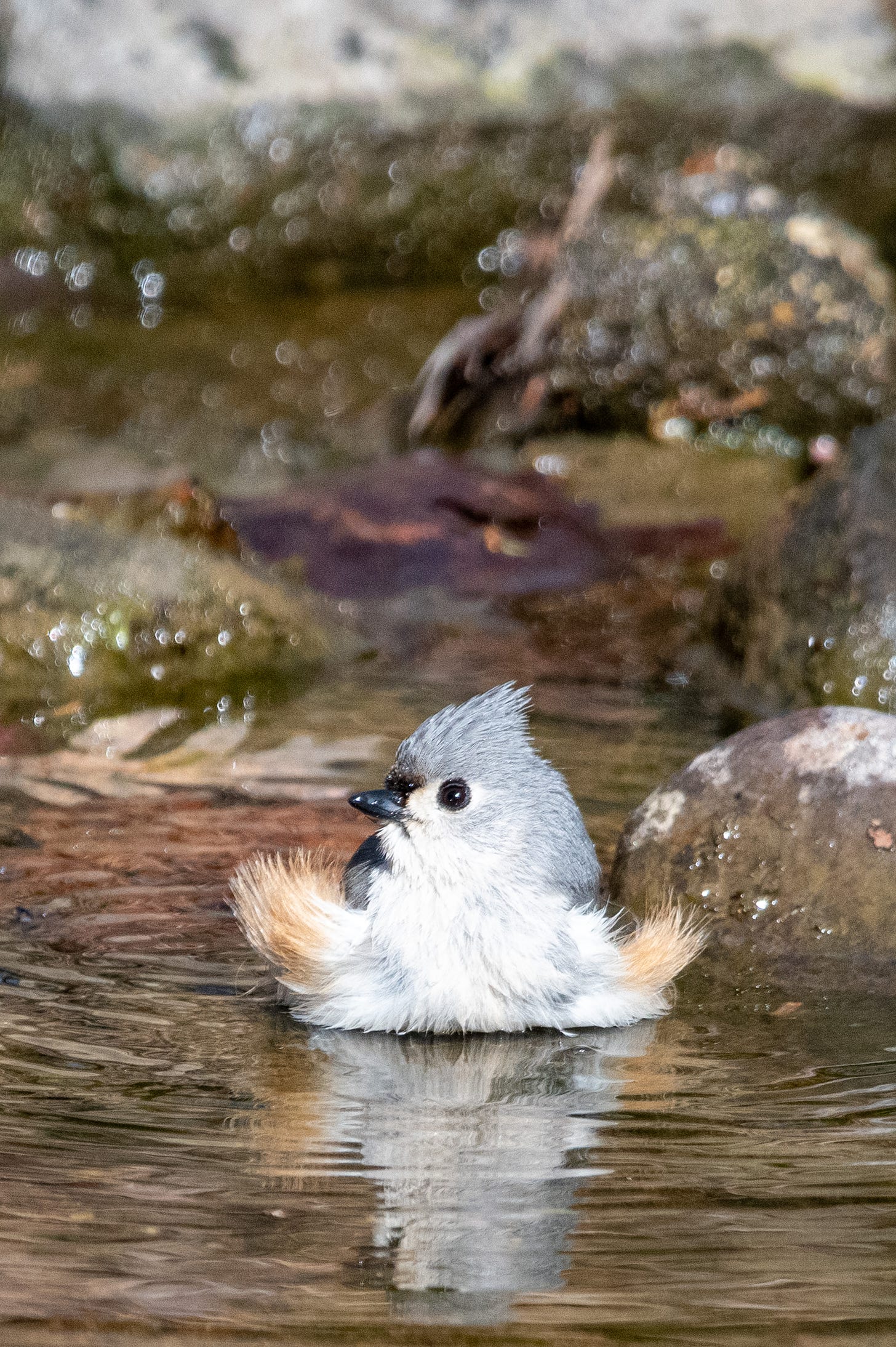 A tufted titmouse, all fluffed up, is sitting in water, about to bathe