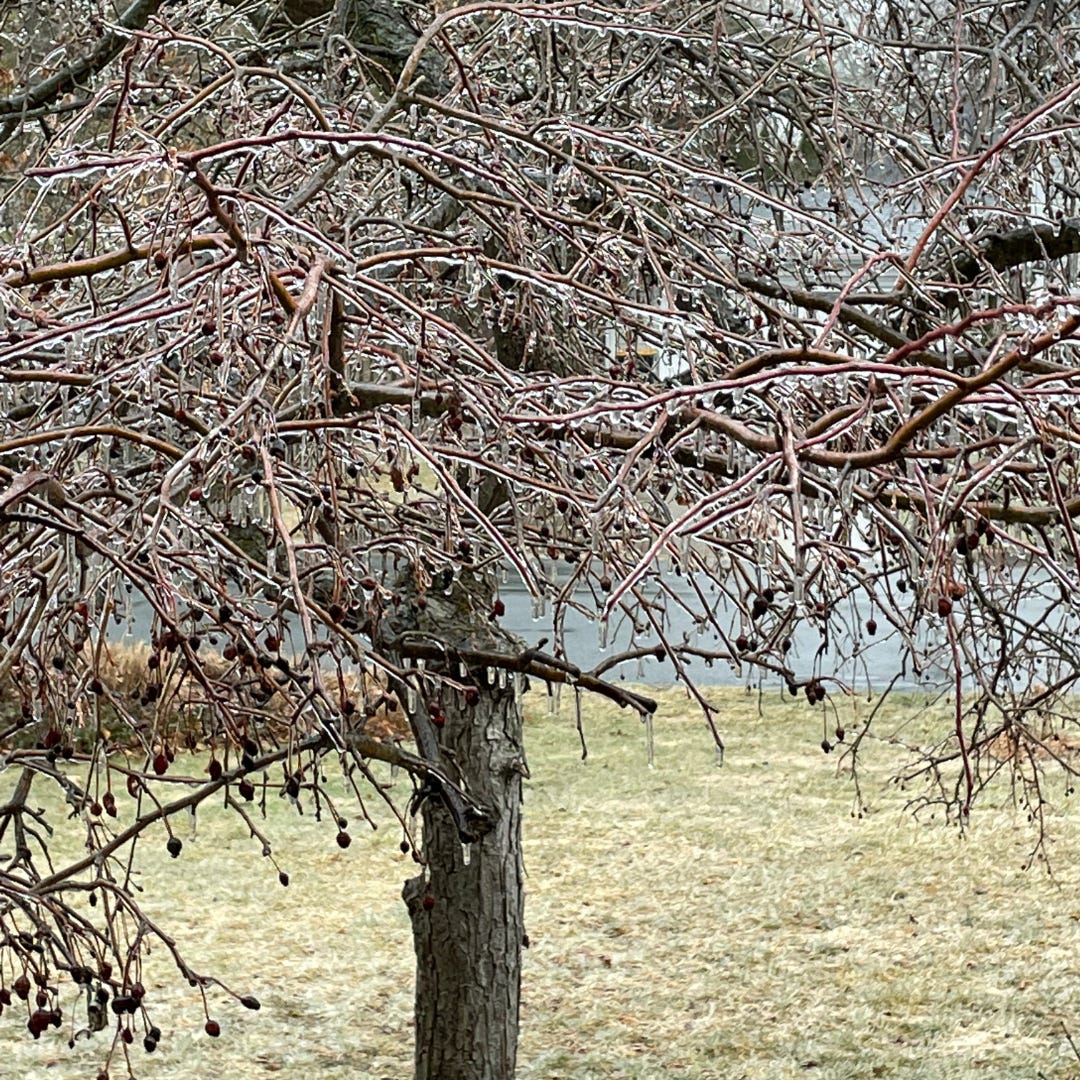 ice-covered crabapple tree