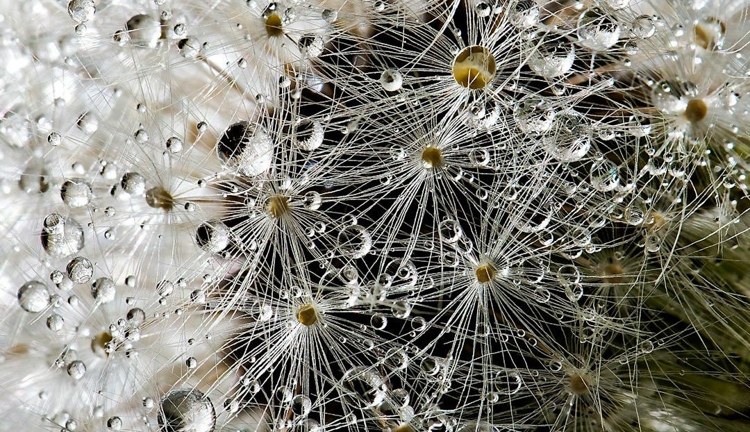 white flower with water drops white flower with water drops