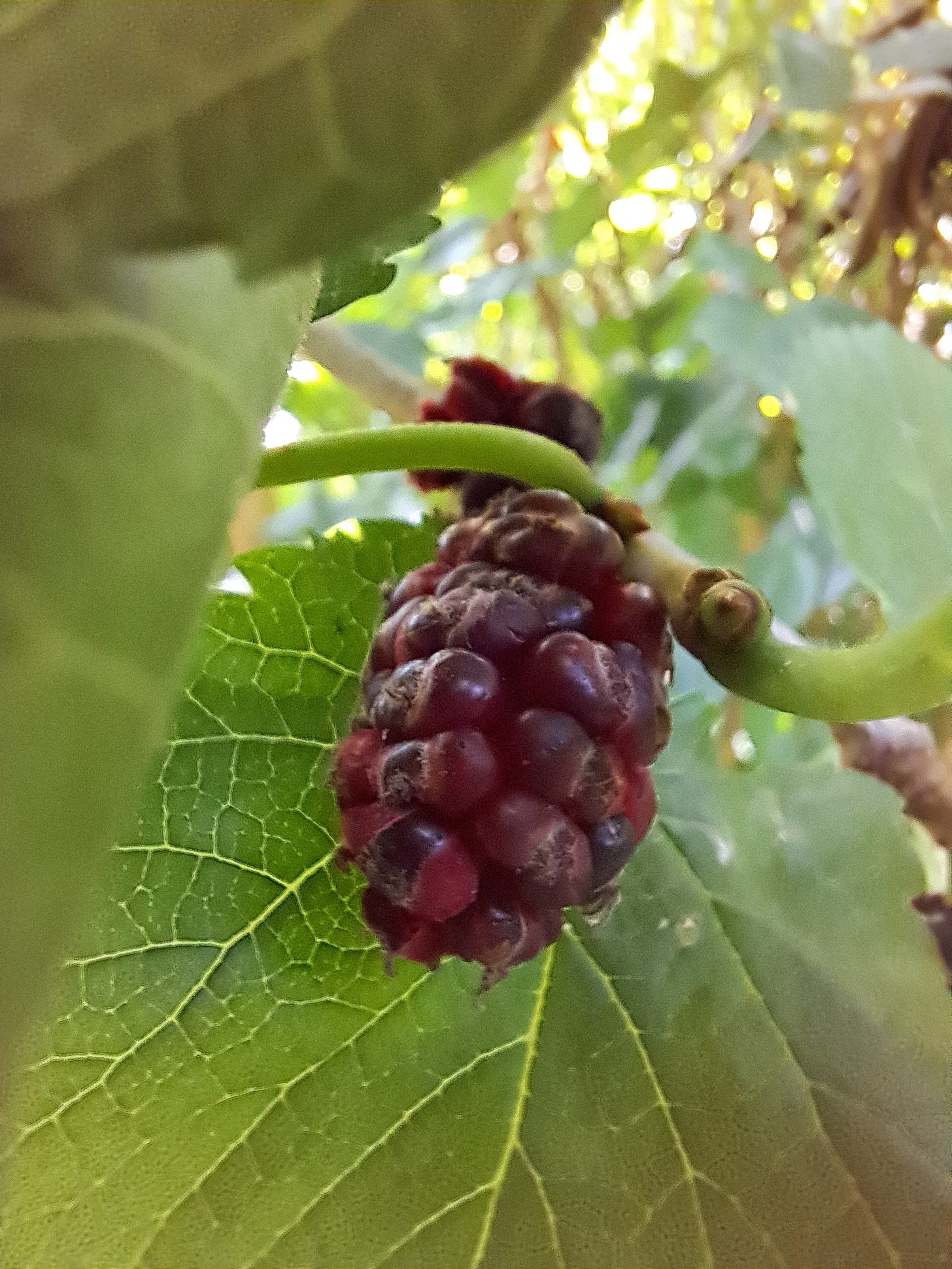 A mulberry, ready for its close up