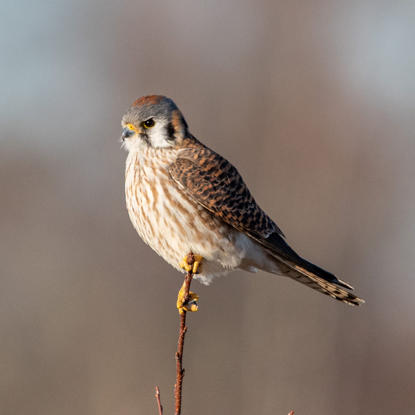 An American kestrel, perched, with a stern look on its face