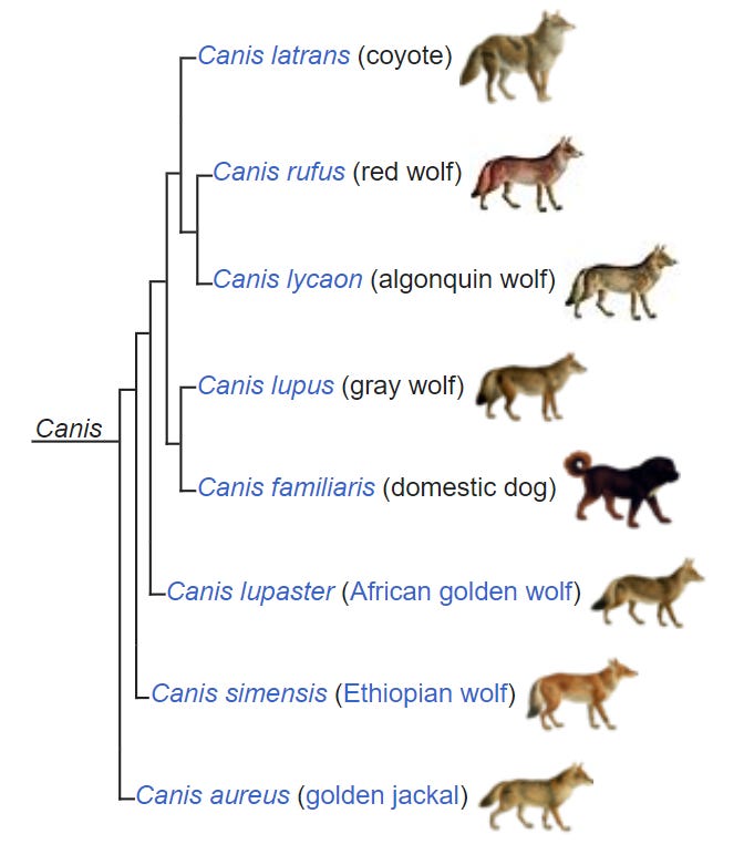 Wolf Taxonomy; NatureMatters Substack; https://naturematters.substack.com/