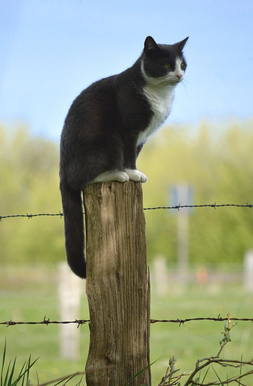 black and white cat perched on a wooden stake in a field. 
