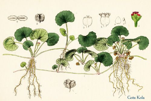 Gotu Kola botanical drawing