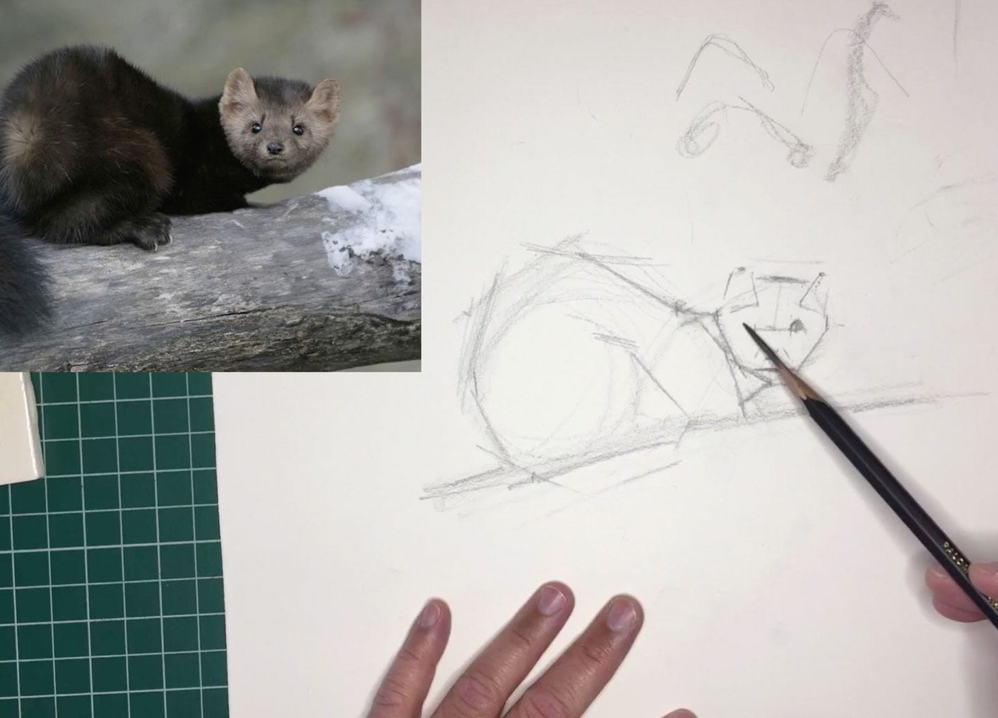 nature journal sketch of a pine marten