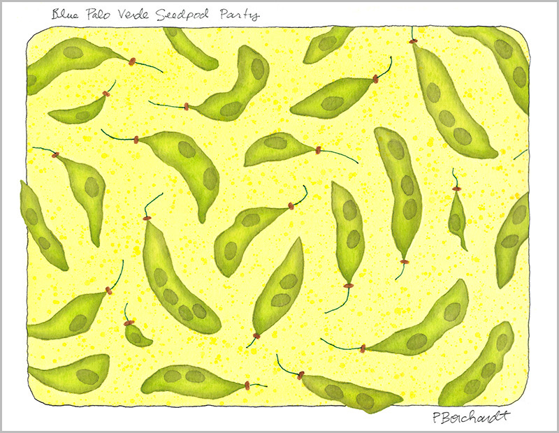 Blue Palo Verde Seedpod Party (pen & watercolor)