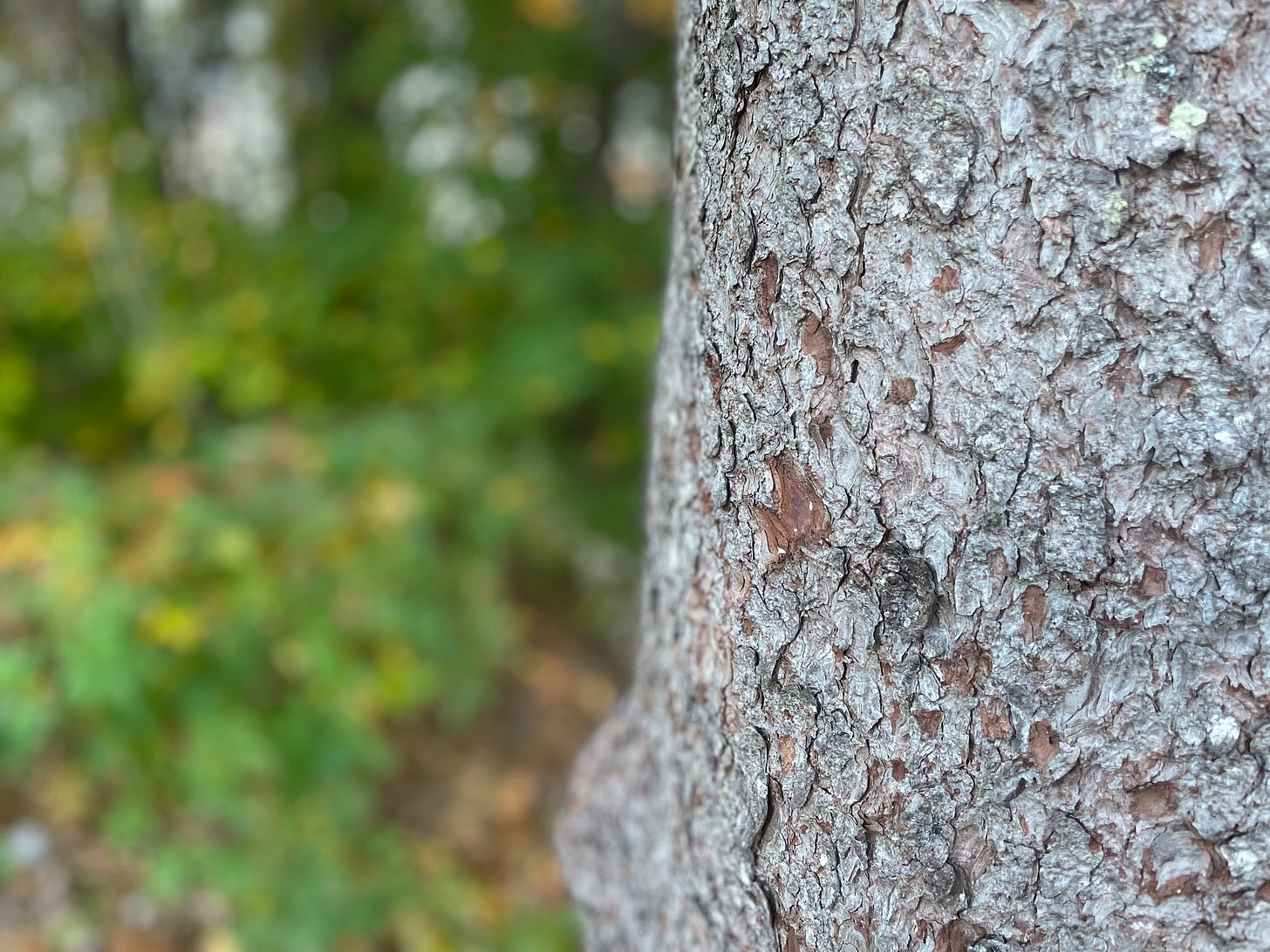 Picture of tree bark