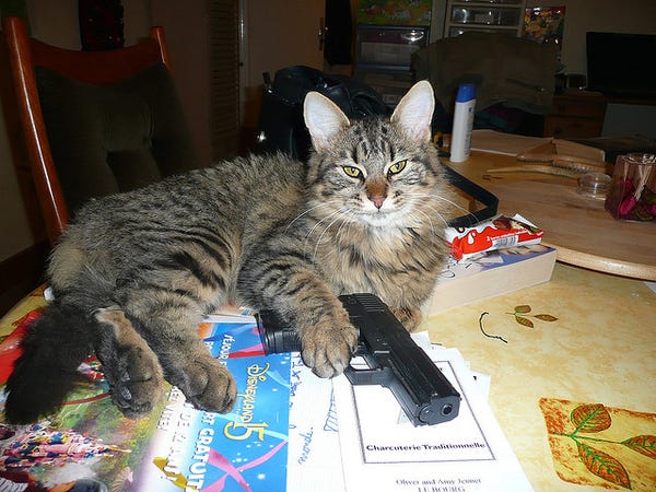 Big grey tabby (Maine Coon Cat?) lying on a table with one paw on the trigger guard of a handgun. 