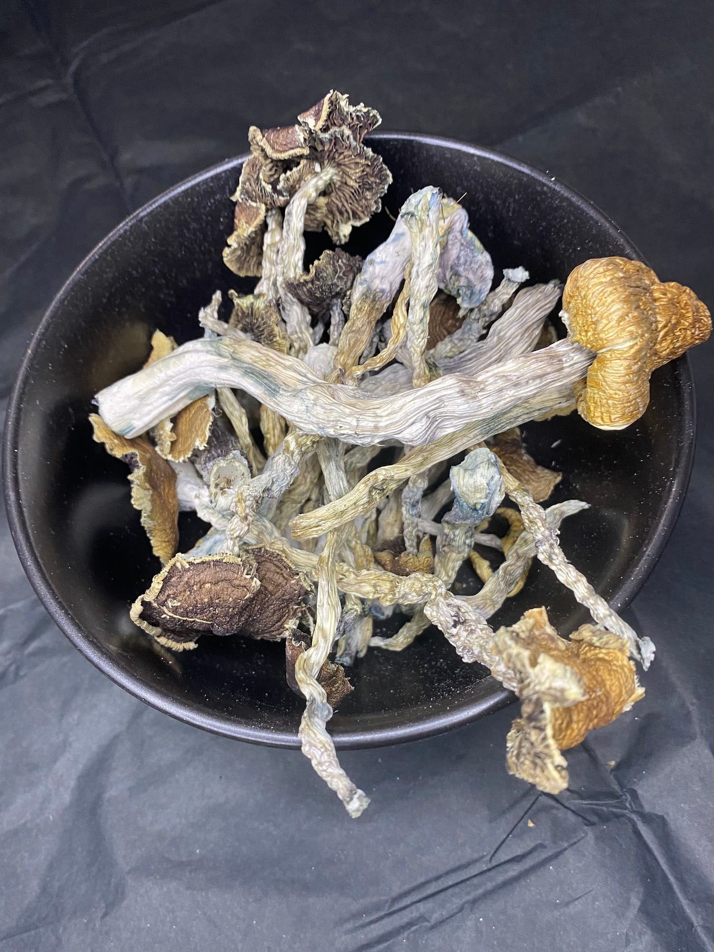QuadCityTO Mushrooms Co. FollowTheGreenParrot.ca QuadCityTO Mushrooms Co. FollowTheGreenParrot.ca