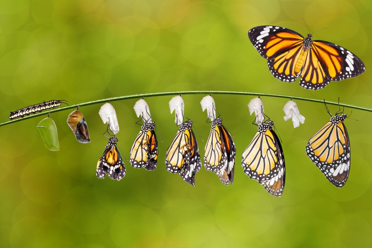 Transformation of common tiger butterfly