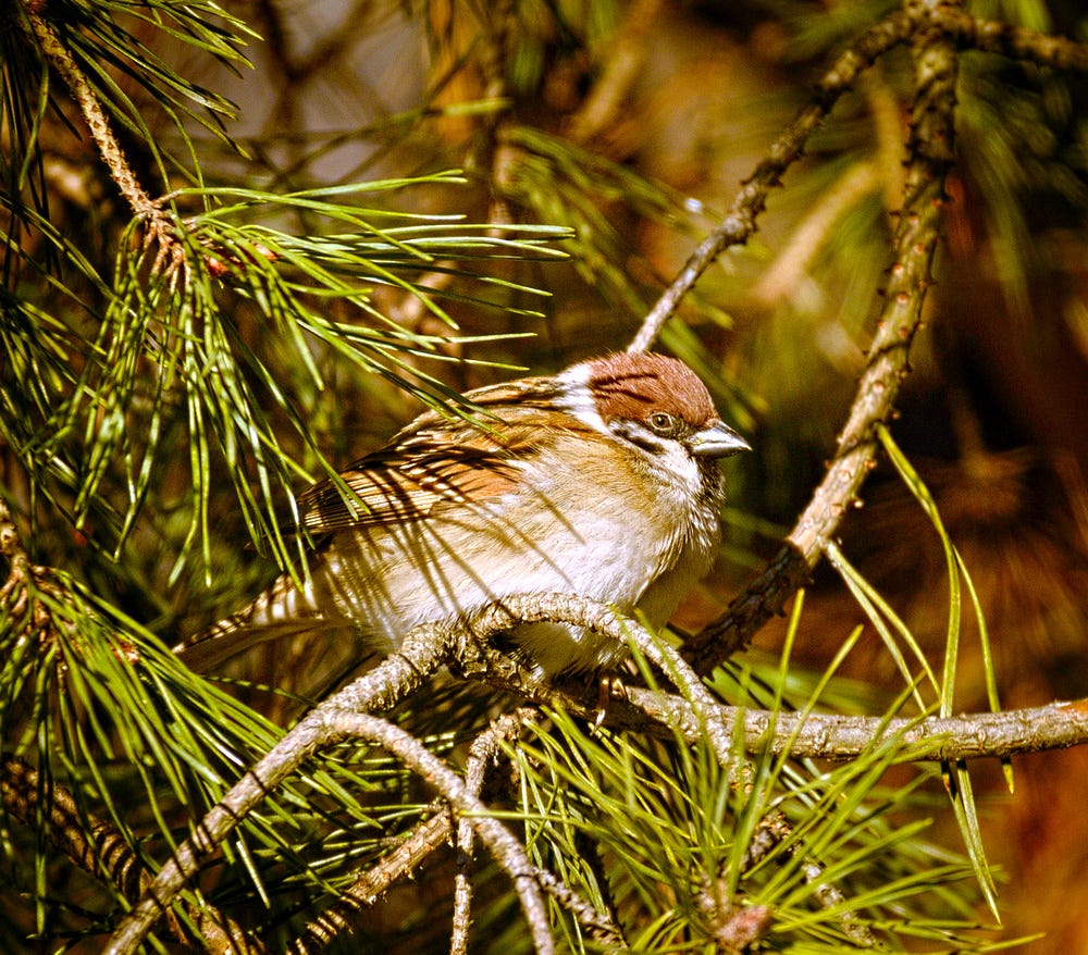 a sparrow in a pine tree (credit: Hedera Baltica)