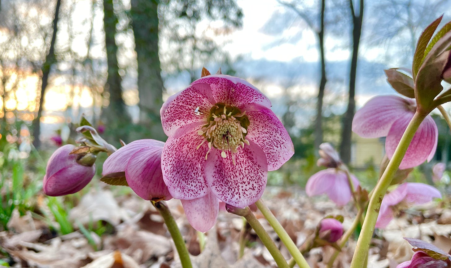 Helleborus ‘Carousel’ in the Spring bed. 