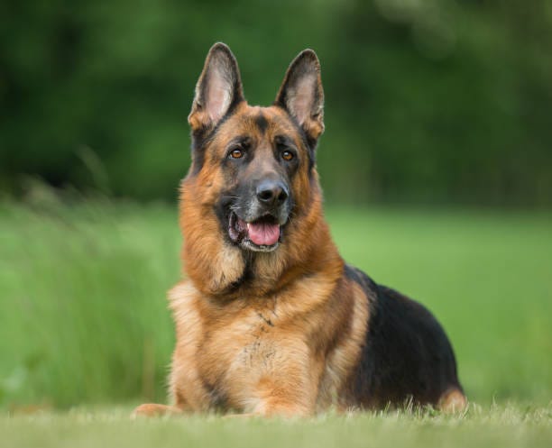 Dog outdoors in nature Healthy purebred dog photographed outdoors in the nature on a sunny day. german shepherd stock pictures, royalty-free photos & images