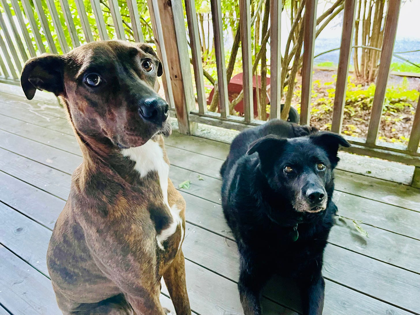 two dogs on a front porch